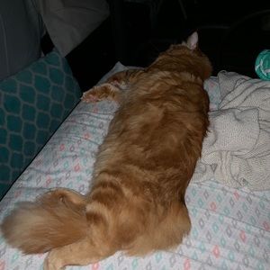 Meet your Posher, Kat